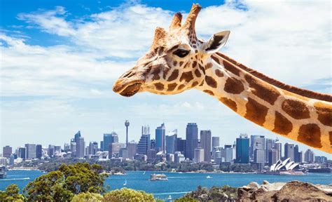 Taronga Zoo Wants To Open An Overnight Wildlife Retreat In The Middle