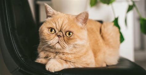 Exotic Shorthair Cat