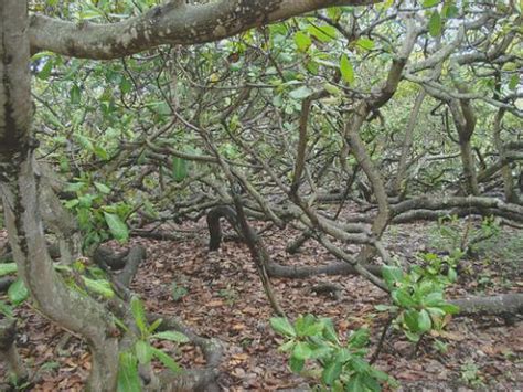 Curiosidades De La Naturaleza El Anacardo M S Grande Del Mundo