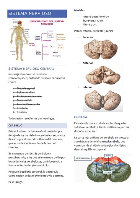 Cerebelo configuración interna y externa Anatomía humana SISTEMA