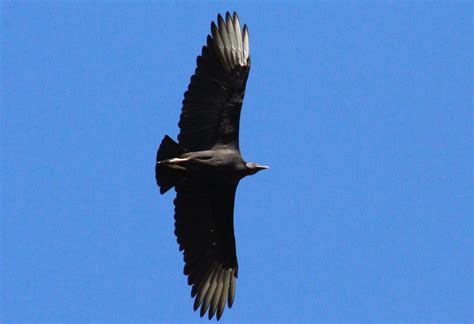 Urubu Preto Coragyps Atratus Fauna Digital Do Rio Grande Do Sul