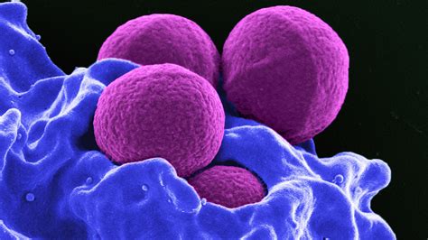 Types Of Bacterial Cells