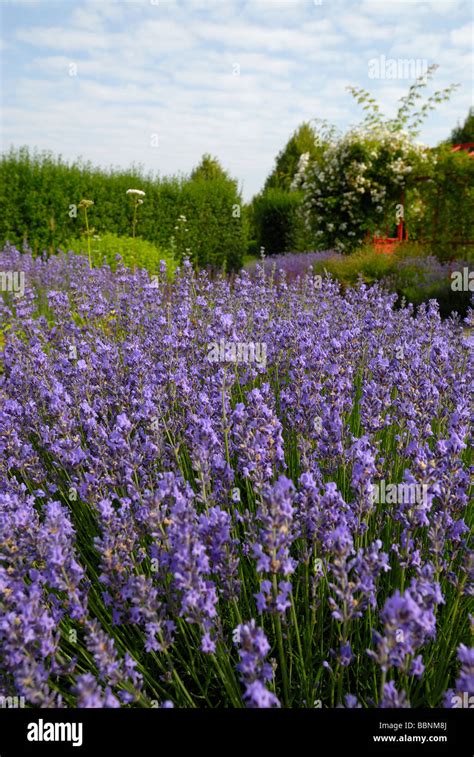 Lavandula Angustifolia Hi Res Stock Photography And Images Alamy