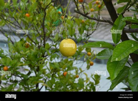 Lemon with an orange tree in the background Stock Photo - Alamy