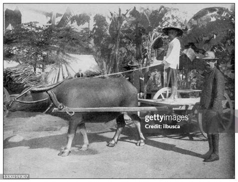 31 Philippine Carabao Center Stock Photos High Res Pictures And