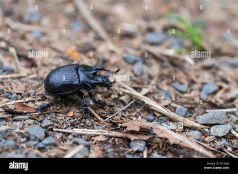 Earth Boring Dung Beetles Typhaeus Typhoeus Stock Photo Alamy