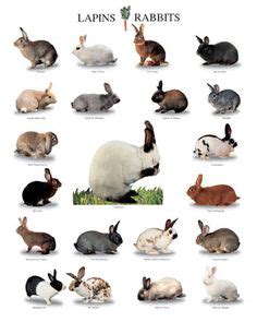 Mini Rex Rabbit Color Chart Minga