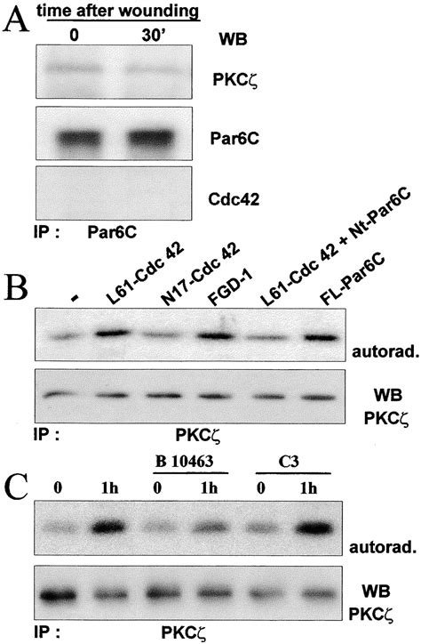 Integrin Mediated Activation Of Cdc42 Controls Cell Polarity In Migrating Astrocytes Through