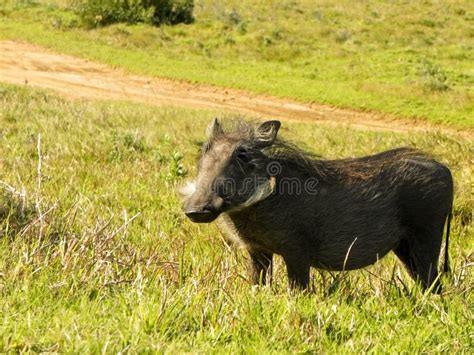 Warthog Stock Image Image Of Warthogs Pigs African 30964205