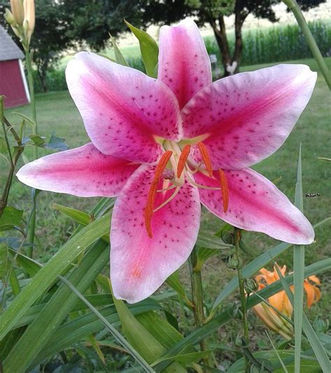 Flower Photograph By Lori Rabuck Fine Art America