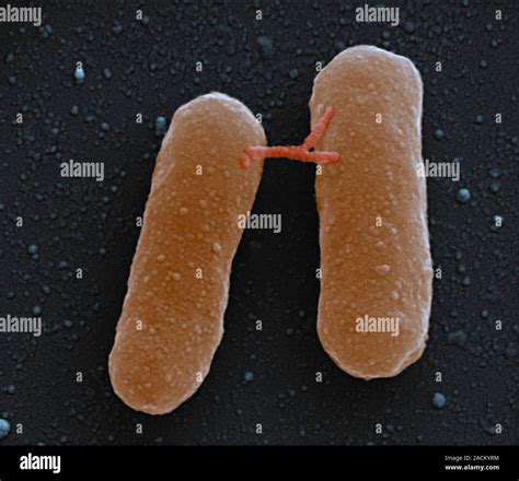 Bacterial Conjugation Scanning Electron Micrograph Sem Of Two E