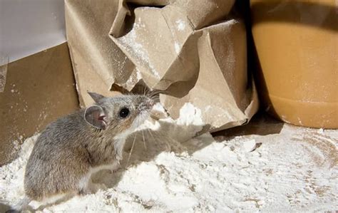 Blog Rodent Rundown Keeping These Dangerous Pests Away From Your