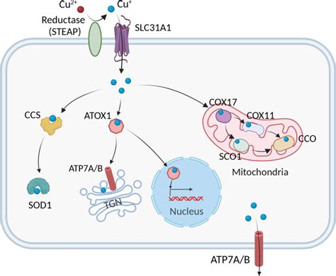 Signal Transduction And Targeted Therapy X Mol