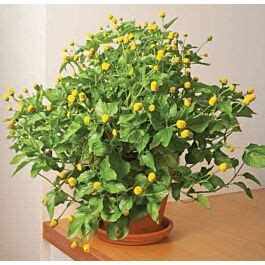 Toothache Plant (Acmella oleracea) - Toothache Plant for Sale at Logee's