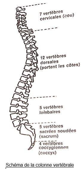 Exercice Activit Les Vert Bres Svt Eme Le On D Description