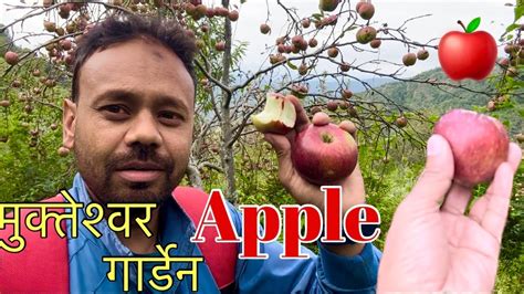 Visit Organic Apple Garden In Mukteshwar Pahadi Apple Orchard मठ