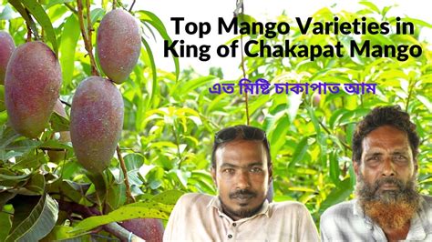 Top Mango Varieties In King Of Chakapat এত মিষ্টি চাকাপাত আম Tss 203 Youtube