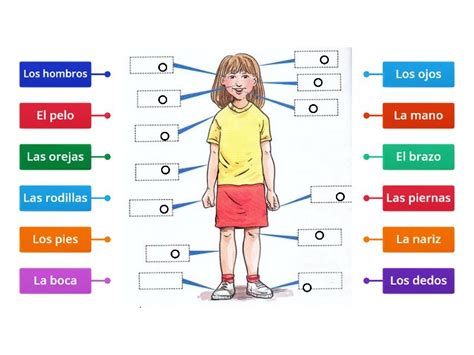 Las Partes Del Cuerpo Labelled Diagram