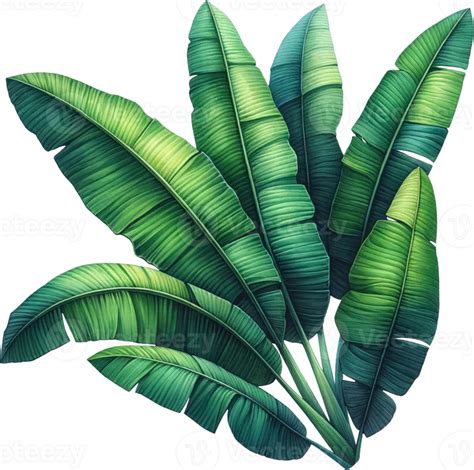 Ai Generated Tropical Banana Leaves Illustration 42569635 Png