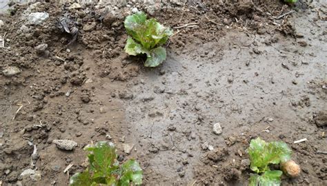 Plantas Para Suelos Cidos Gu A Completa