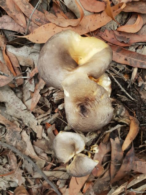 Ghost Fungus From Blue Mountains AU NS AU On April 01 2022 By Gaye