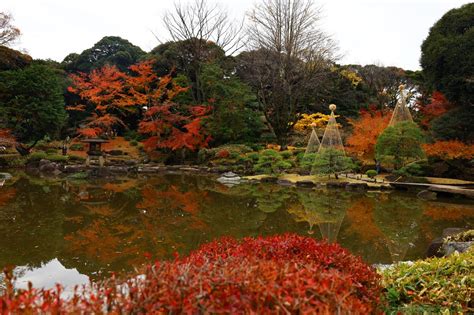 旧古河庭園の紅葉の見頃、開花状況まとめ サキドコロ