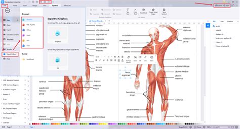 How To Draw Human Anatomy EdrawMax