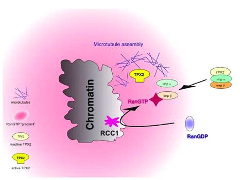 Paradigm Of The Mechanism Of Ran In Spindle Formation RanGTP Activates