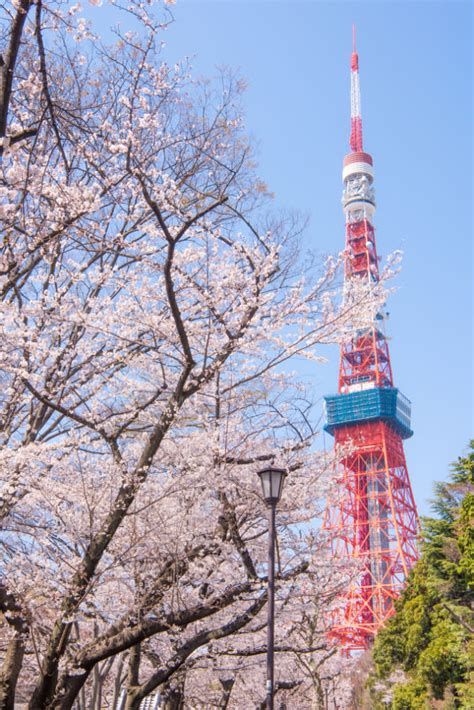 【東京賞櫻攻略】完全制霸：東京必到5大櫻花名地（地標名景篇）