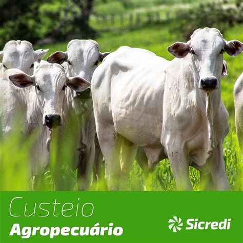 SICREDI Custeio Agropecuário Sindicato Rural de Paranaíba MS