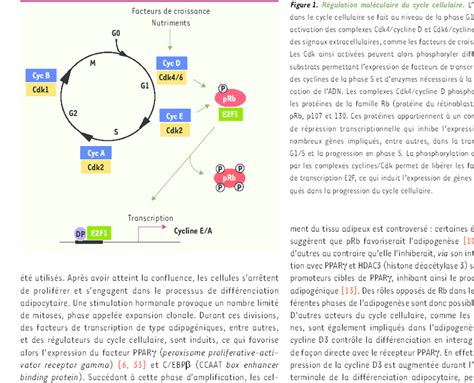 Régulation moléculaire du cycle cellulaire L entrée dans le cycle