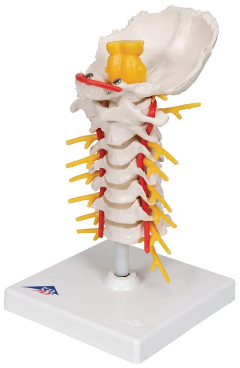 Modelo De Columna Cervical Medical Factory