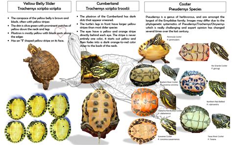 How To Identify A Cooter Yellow Belly And Cumberland Aquatic Turtle