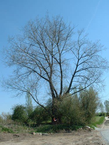 Peuplier Du Canada Inventaire Du Patrimoine Naturel