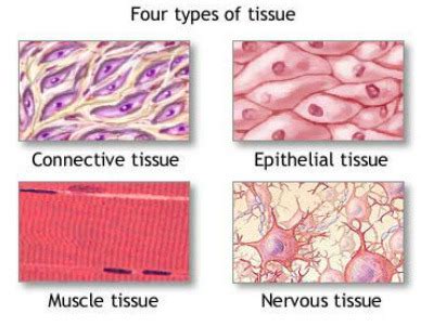 CHP 4 THE TISSUE LEVEL OF ORGANIZATION Flashcards Quizlet