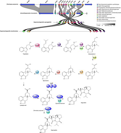 A Synteny Analysis Between The Ergopeptine Biosynthetic Gene Cluster