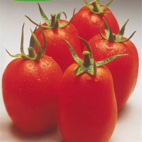 Roma Vf Tomato Buy Roma Vf Tomato