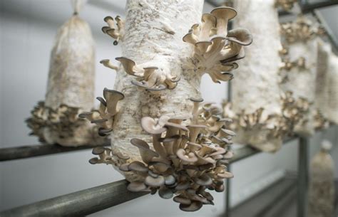 Mushroom Growing Supplies List Everything You Need GroCycle