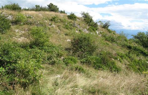 1 Définition Connaître et gérer les pelouses calcicoles