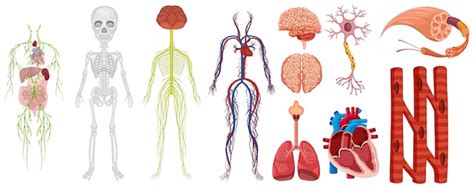 Diferentes Sistemas En La Ilustración Del Cuerpo Humano Descargar Vectores Premium