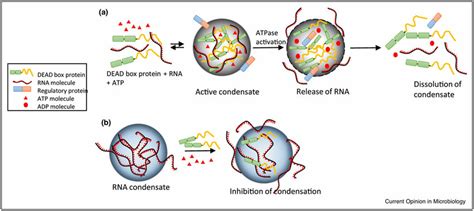 Dead Box Proteins Regulate The Assembly And Turnover Of Condensates