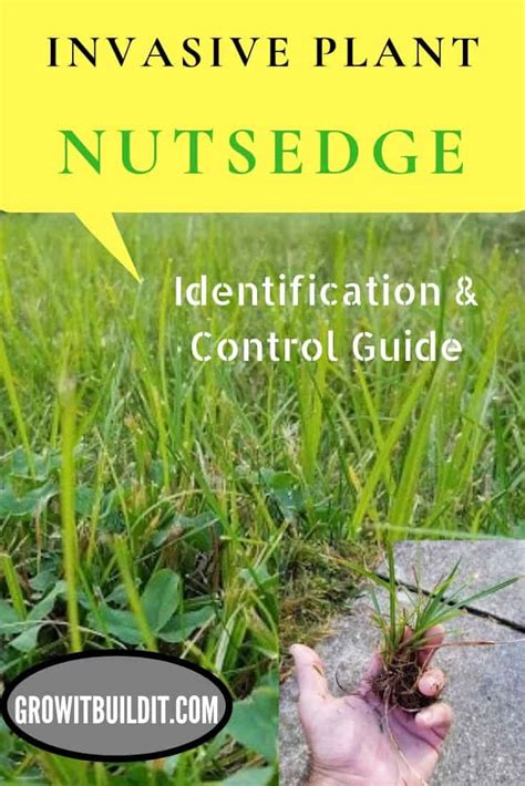 Nutsedge – Identification and Control Guide – GrowIt BuildIT