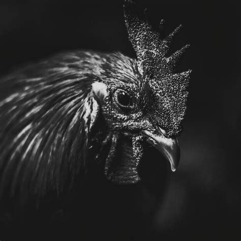 Premium Photo Close Up Of Rooster