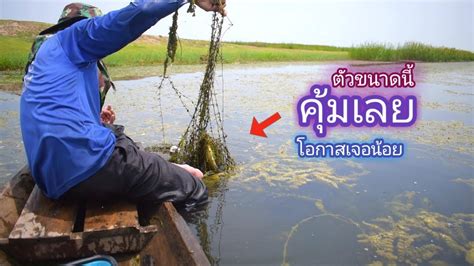 ใส่เบ็ดโฟม กุ้งสด ล่าก่าใหญ่ โอกาสเจอน้อย ได้เเค่ตัวเดียวก็คุ้มเลย