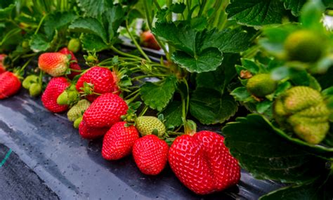 Des montagnes de fraises vous attendent suivez ces étapes simples