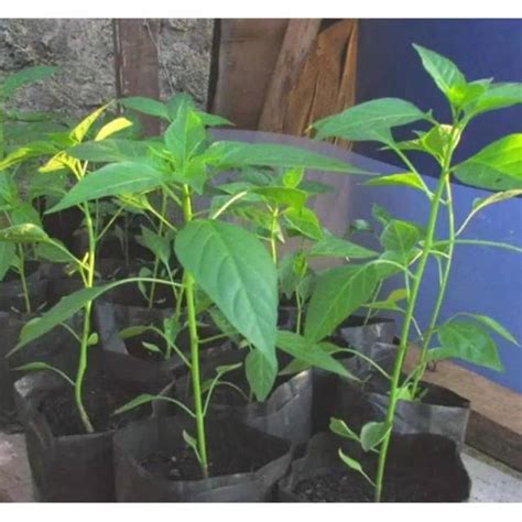 Jual Bibit Cabai Rawit Siap Tanam Dalam Pot Bibit Cabe Rawit Unggul