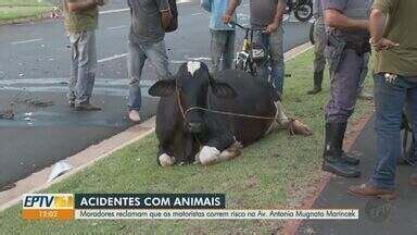 Jornal Da Eptv Edi O Ribeir O Preto Vacas Soltas Na Rua