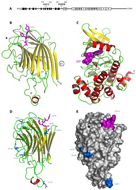 Schematic Representations Of The Lectin Like Receptor Kinase Encoded By