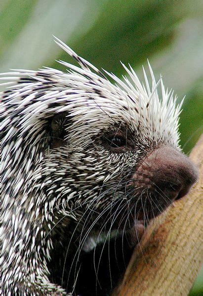 Cute Baby Porcupines (34 pics)