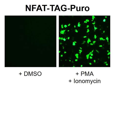 Fluorescent Nfat Reporter Lentivirus — Lipexogen